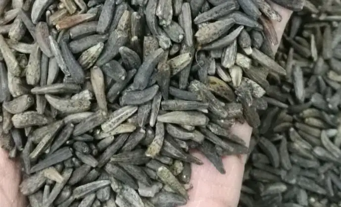 1kg natural high quality Saussurea costus seeds for cultivation