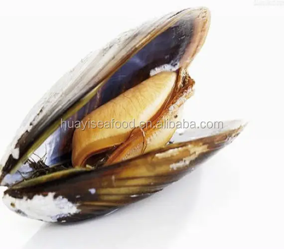 seafood company supply all types of frozen mussel