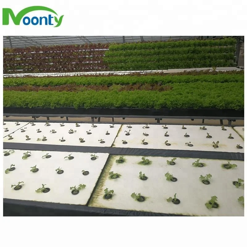 Greenhouse Soilless Planting DFT Hydroponics Growing System Aquaponics Farm