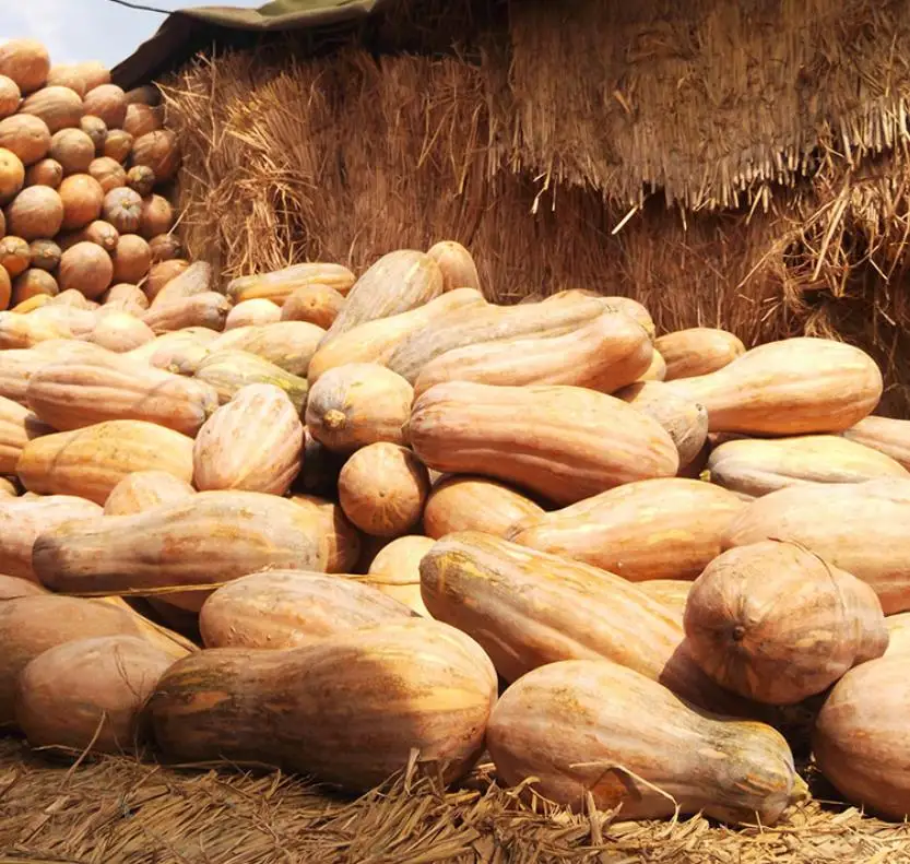 
600 seeds/tin China High Yield Spot Supply Natural raw Pumpkin Seeds for planting 