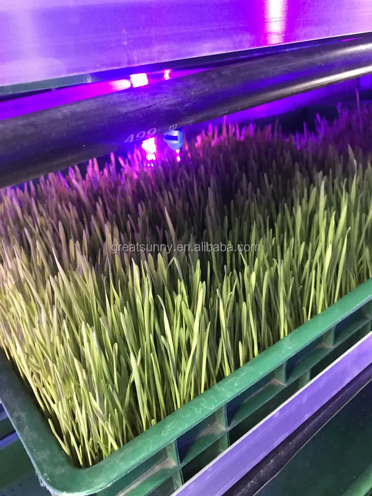 
cow farm equipment 1000kg fodder machine / hydroponic fodder systems/ grain bud sprouting solution for cattle fodder 