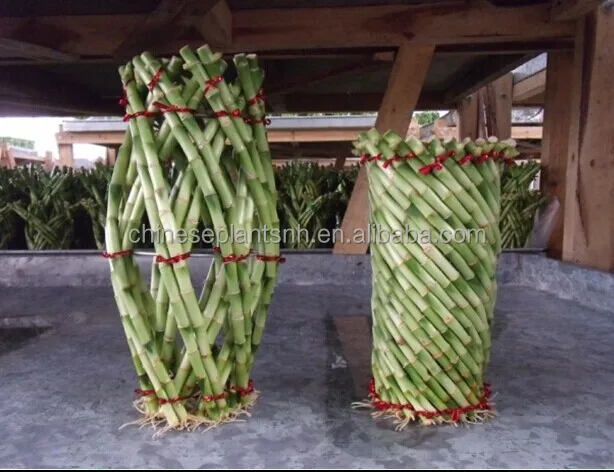 
lucky bamboo, DRACAENA SANDERIANA, spiral, lotus, tower,pyramid, braid, aquatic feng shui plants nursery garden decoration 