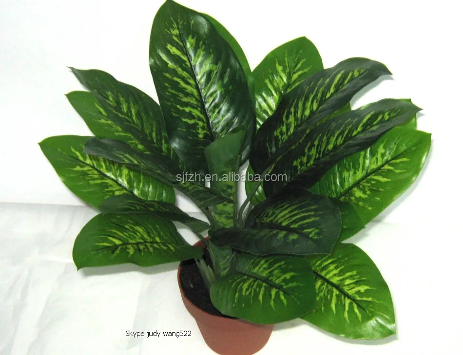 factory price hot sale adenium bonsai guangzhou