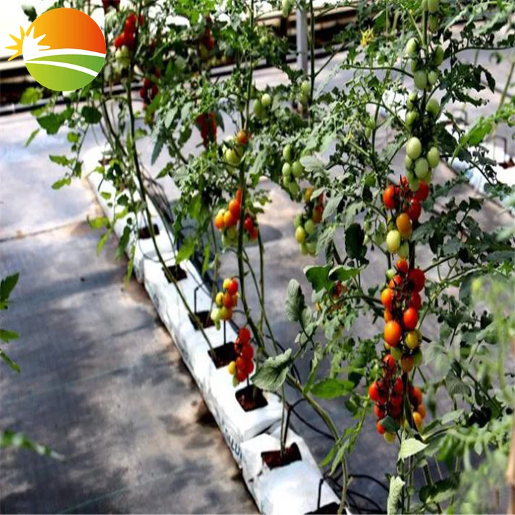 multi span  greenhouse with hydroponic system for tomato plant
