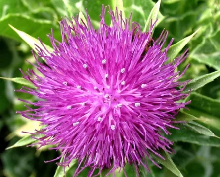 
Protect liver pure Milk Thistle Extract 70% silymarin by UV-VIS, acetone extraction 