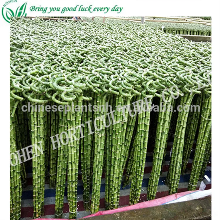 
Spiral bamboo, Lucky bamboo, aquatic feng shui plants nursery decoration 