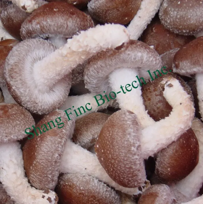 Shanghai Finc fresh shiitake mushroom high quantity