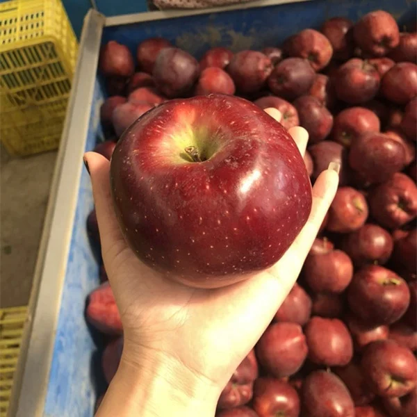 
wholesale prices apple fruit fresh washington apple red delicious apple 