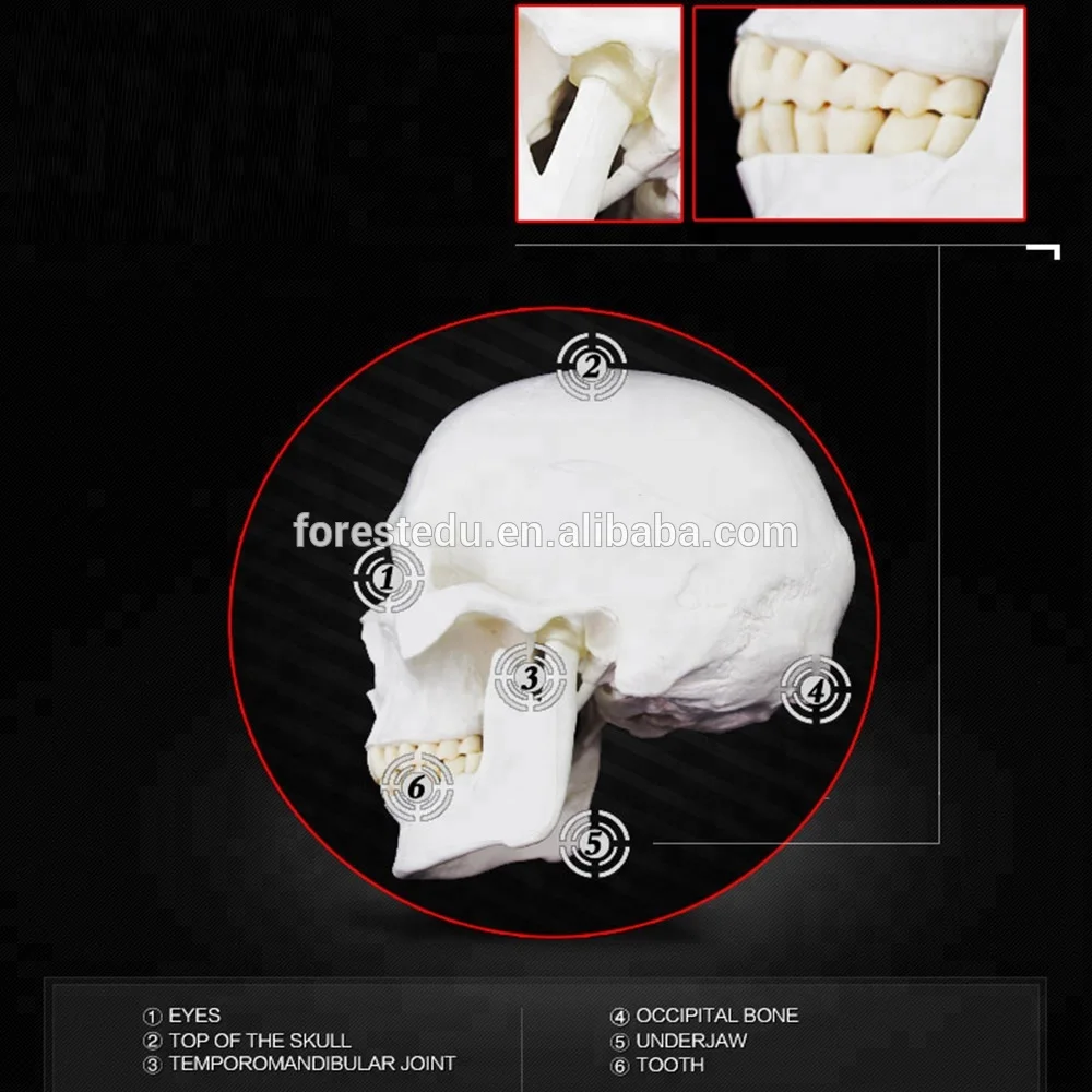 Human Skull Model Life Size 3 Teeth Removable Anatomy 3 Parts Skull Model of Human