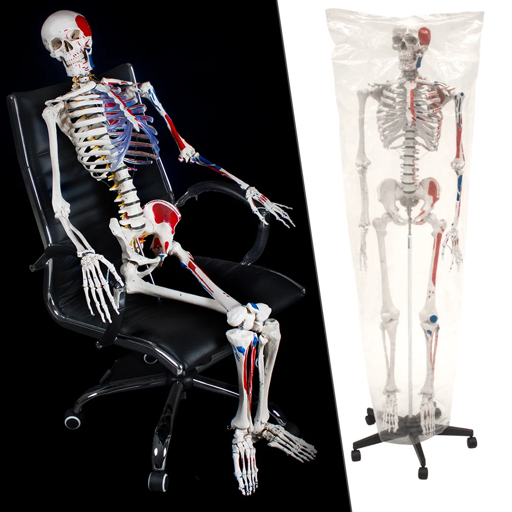 
Human Skelton model with factory price 