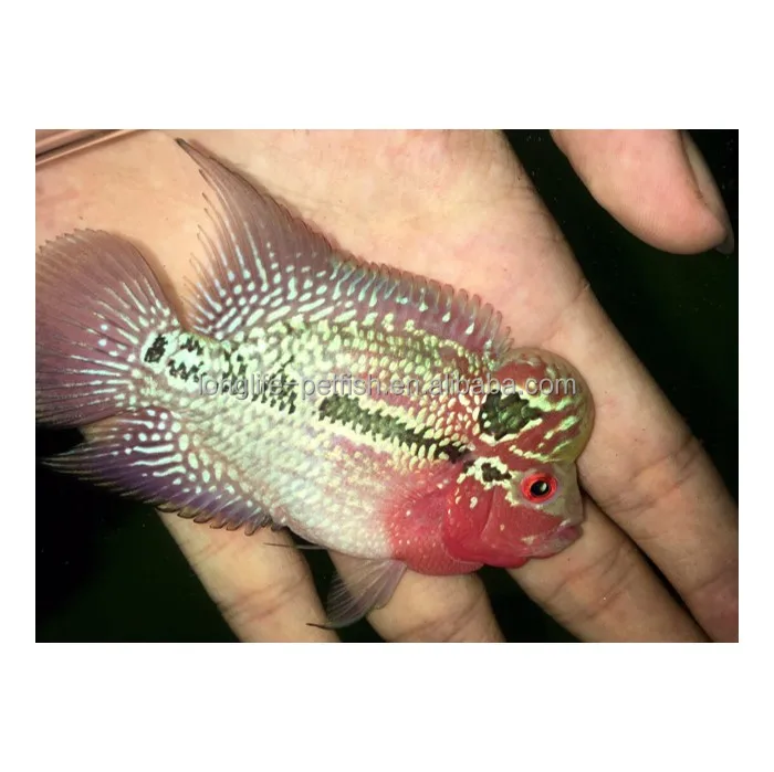 Freshwater Fish Cichlasoma Spp Rajsh Cichlasoma