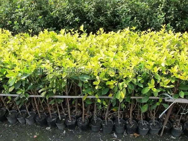 
evergreen foliage outdoor landscaping decorative ornamental plants Ficus microcarpa cv Golden Leaves 