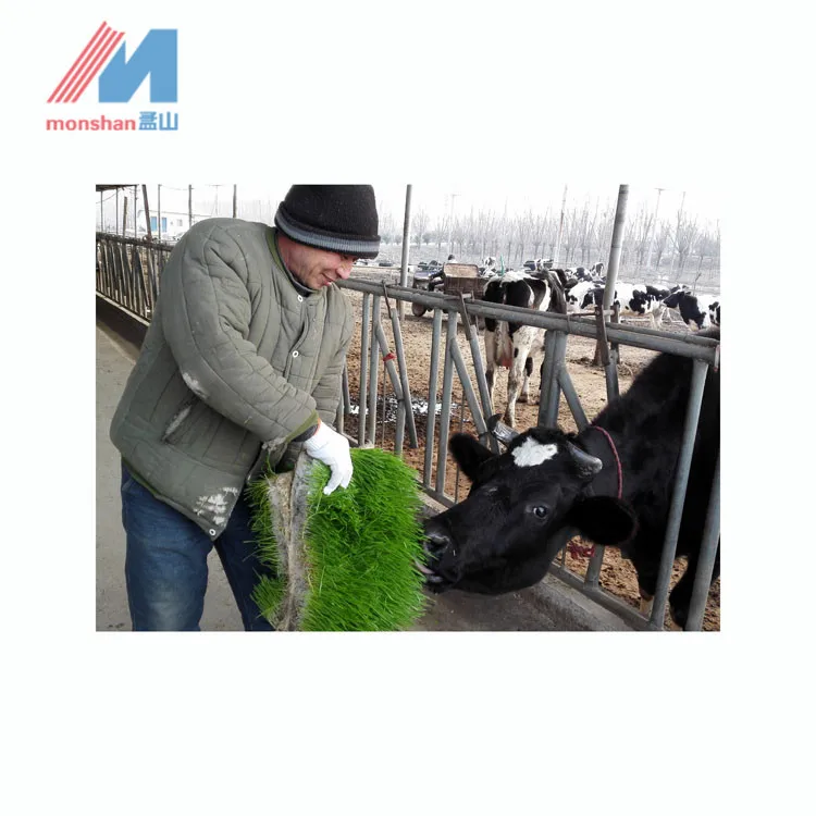 Automatic Hydroponic Green Fodder Germinate System