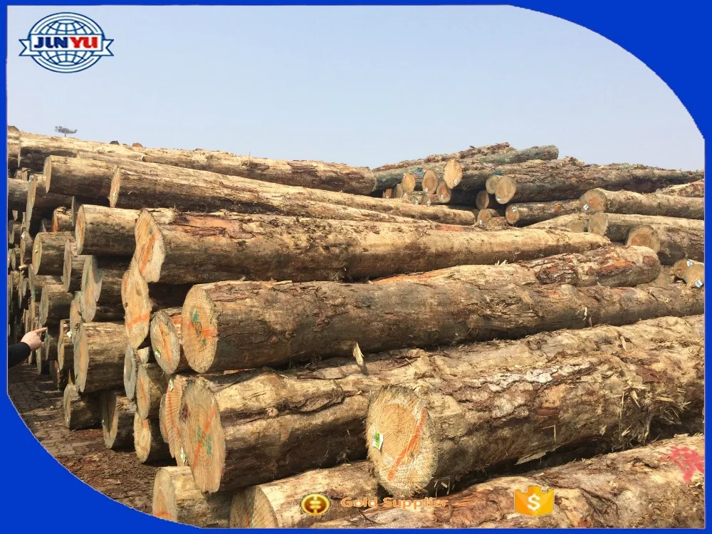 
australian pine lumber radiata pine definition pinus radiata density define radiata 