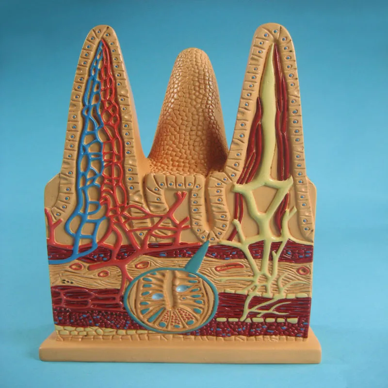 
Biology Education Equipment Anatomical Intestinal Villi Structure Model 