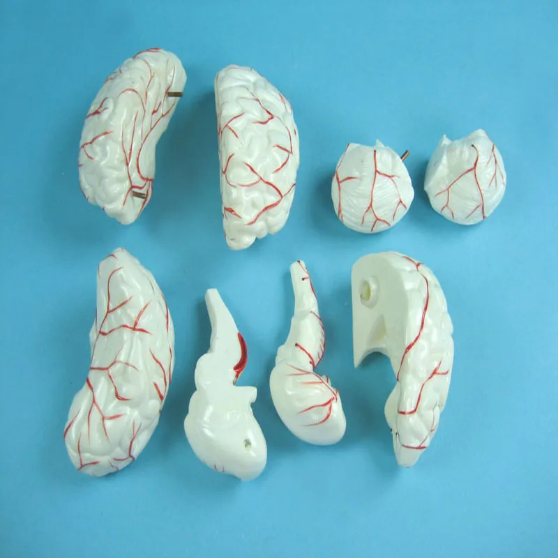 
Biology Education Equipment Human Brain Model with Arteries 