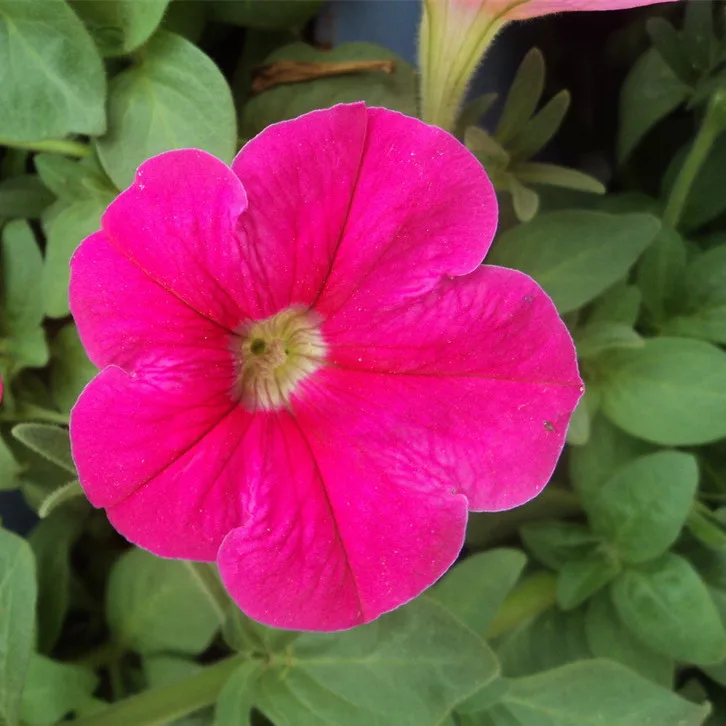 
High disease resistant hybrid f1 petunia seed flower seeds for planting 