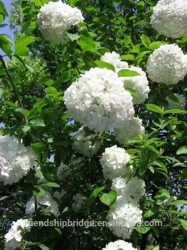 
Chinese Snowball Bush Tree Seedlings,Hydrangea L. 