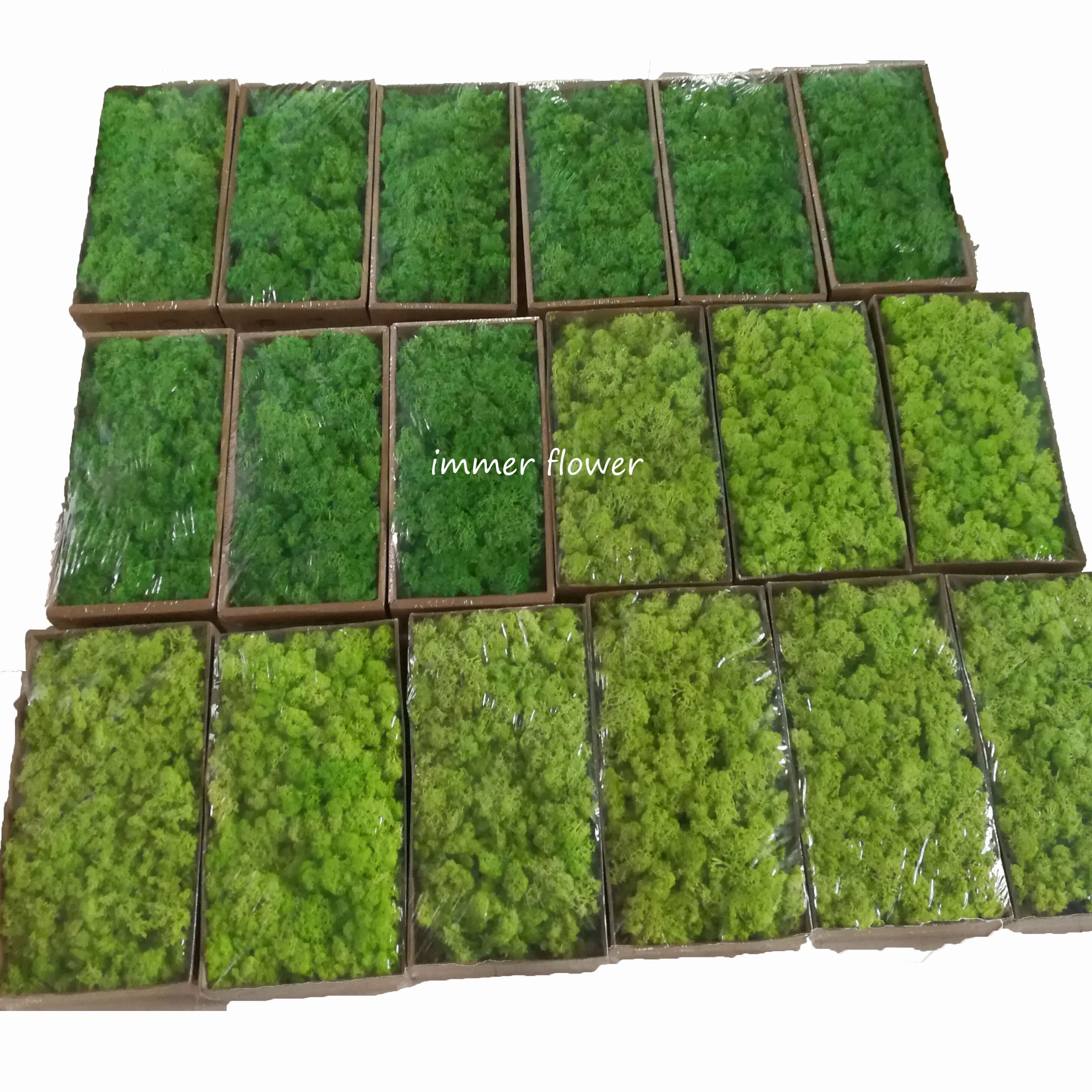 New style dried moss use for make moss green wall wholesale from Kunming