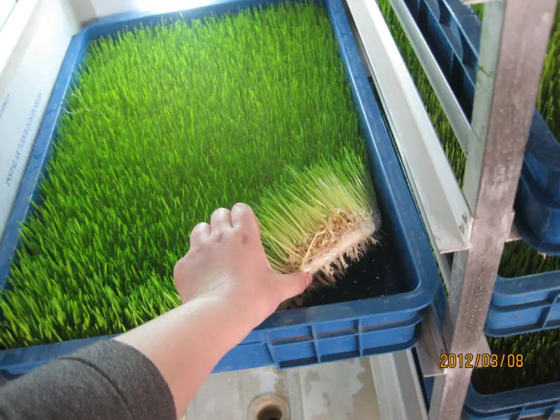 Automatic 50kg/day Barley sprouting machine