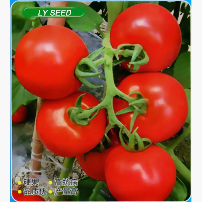 JT21 Jiafeng stronger disease resistant f1 hybrid tomato seeds for greenhouse
