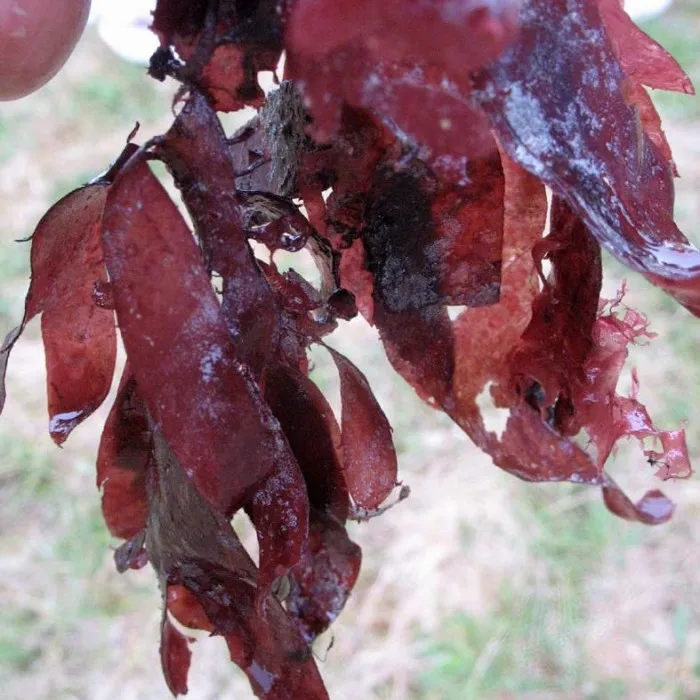 2021 Hot Sale Red Algae Powder, Dulse Seaweed Extract, Palmaria Palmata Extract