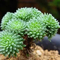 Wholesale nature plant Sedum hispanicum succulent bonsai