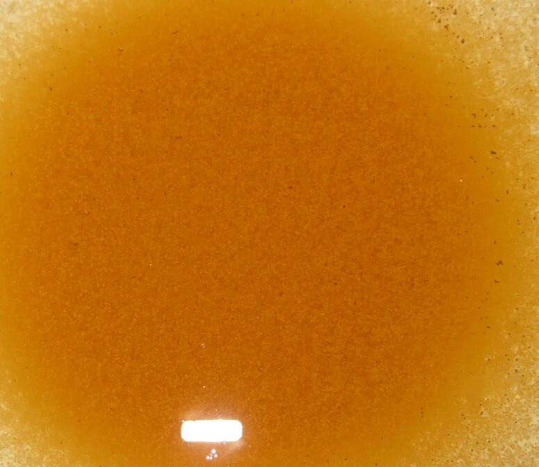 
Fish Feed Dried Artemia Cysts;Brine Shrimp Eggs of Fish Food 