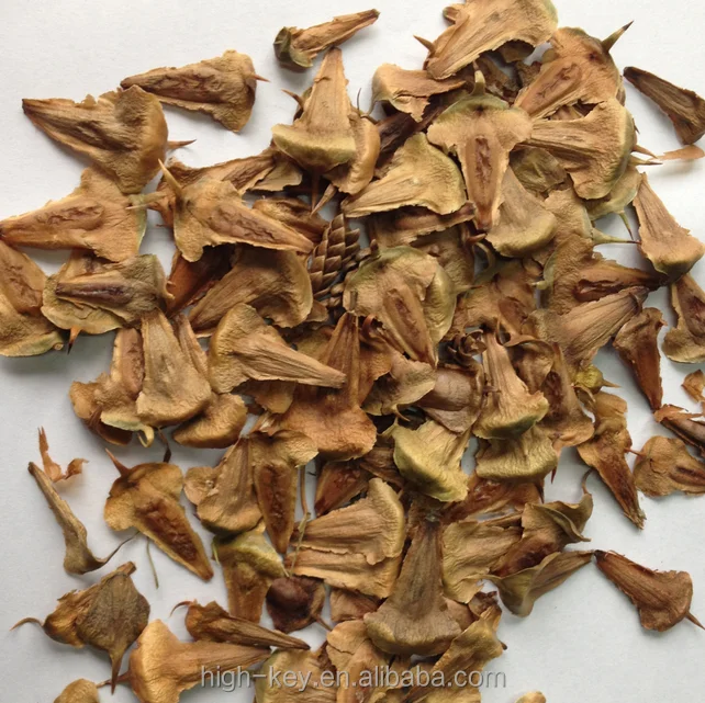 
S301 Wholesale Cheapest High Germination Araucaria Plant 