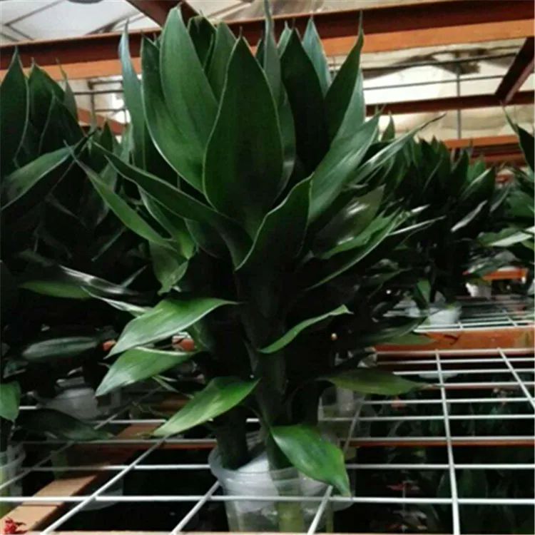 
Lotus Lucky Bamboo Dracaena Sanderiana 