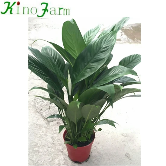 White Color Flower Spathiphyllum