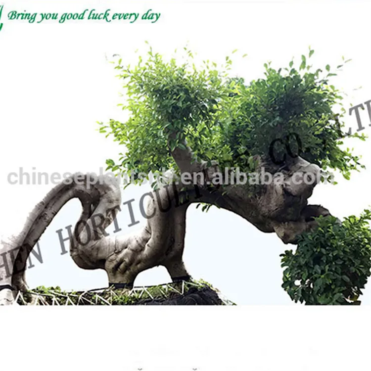 
 Фикус Microcarpa бонсай, корень дракона, Листва растений  
