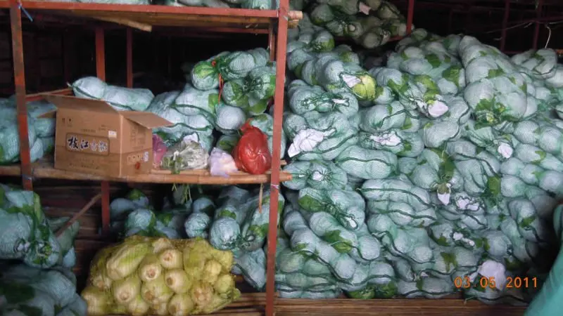 
small round fresh cabbage 