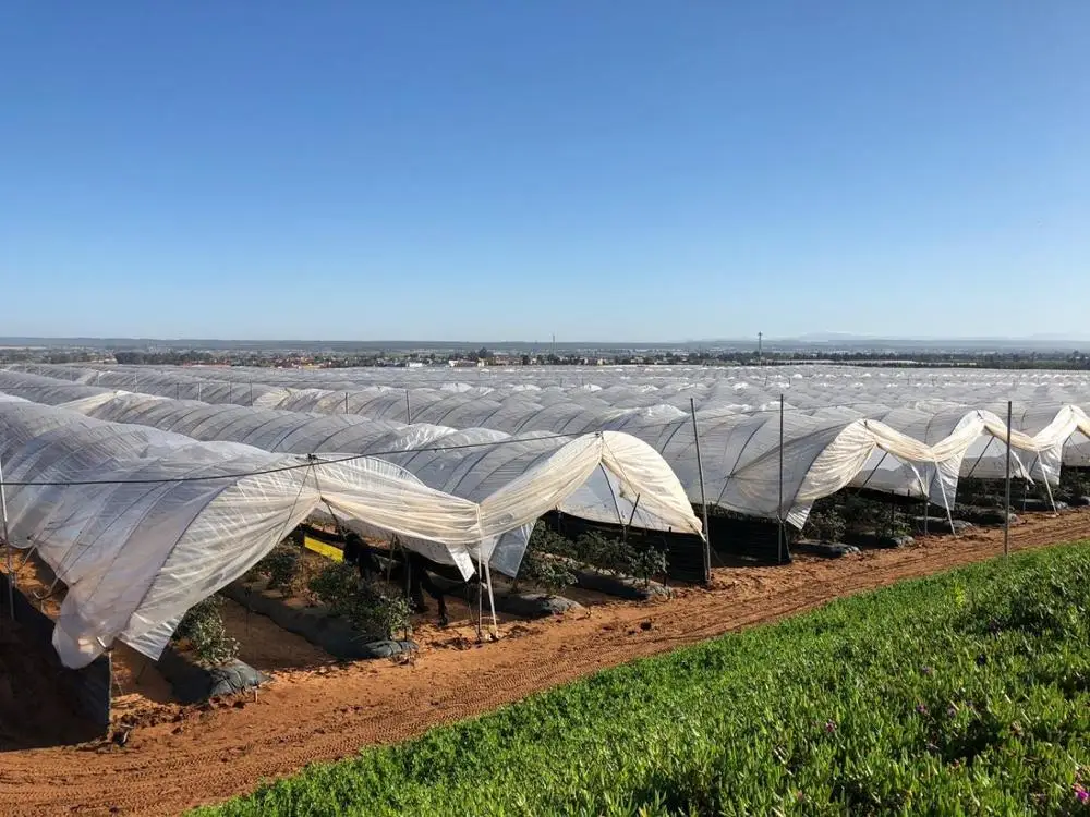 The cheapest agricultural greenhouse macro tunnel