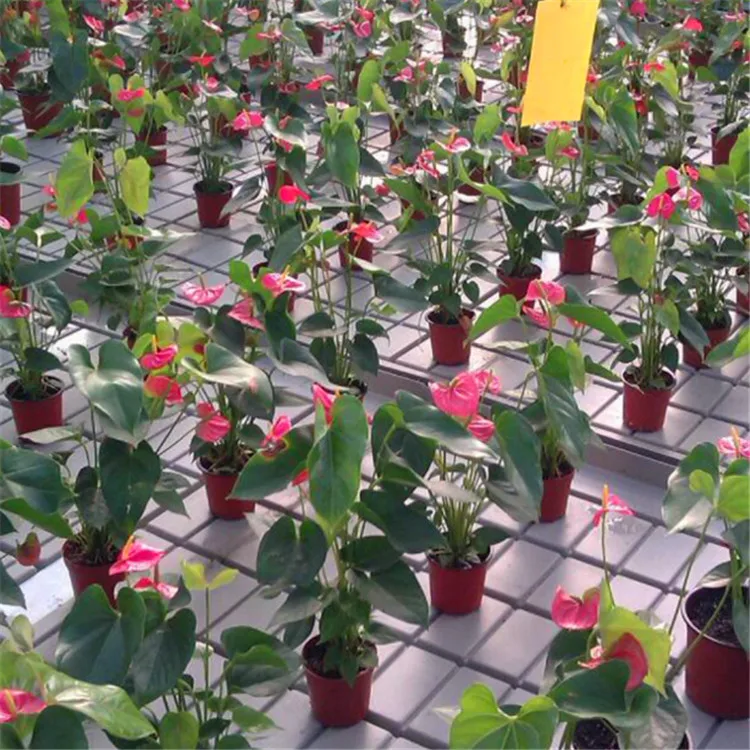 Greenhouse use ebb and flow rolling bench flood Seedbed for growing system