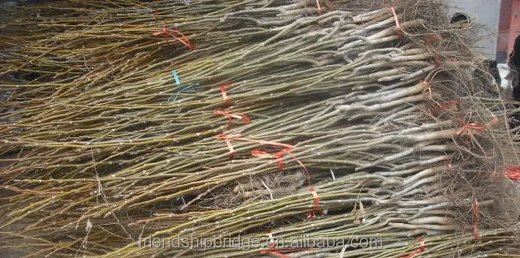 Саженцы ореховых орехов