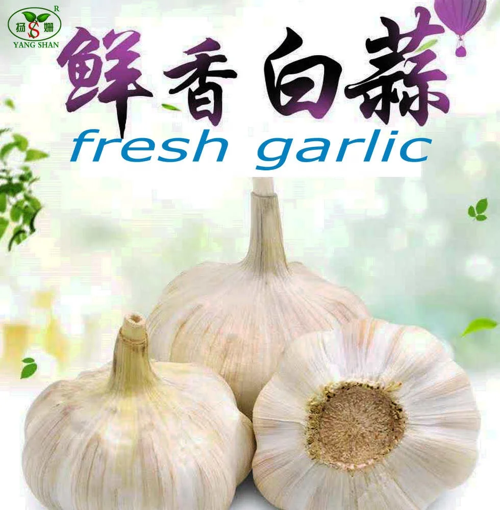 Новый Урожай свежего чистого белого и обычного белого чеснока