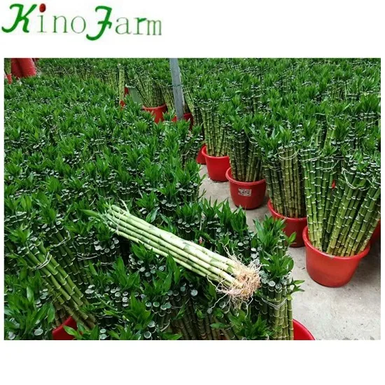 dracaena sanderiana straight lucky bamboo