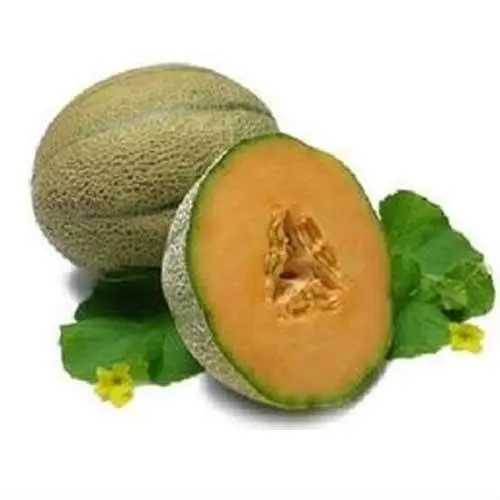 Musk Melon Oil Fast Delivery Global Exporter of High Quality Pure Natural Musk Melon Oil from India