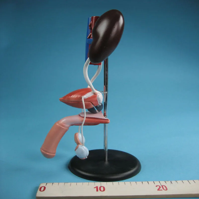 
Biology Education Equipment Anatomical Model of the Male genitourinary system 