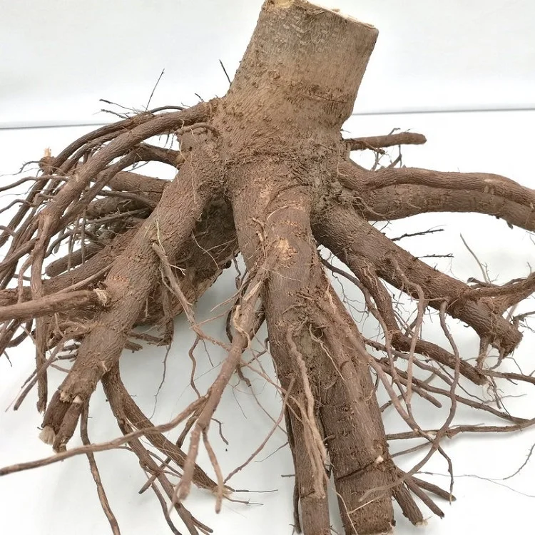 
fresh fast growing hybrid paulownia 9502 big stump 2-3years with phytosanitary certificate for lumber 