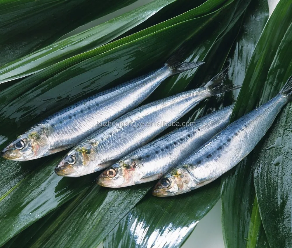 good quality frozen sardine for canning and market with best price