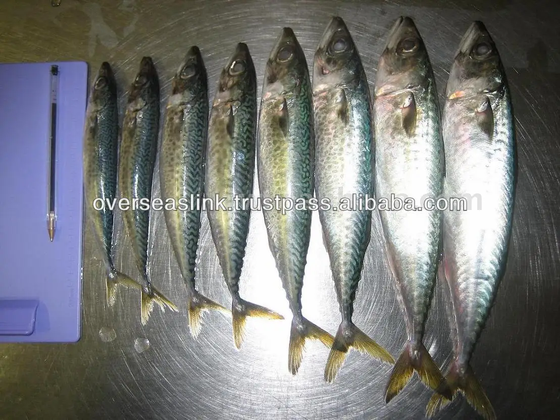 High Quality BQF olig mackerel horse mackerel seafood from Morocco