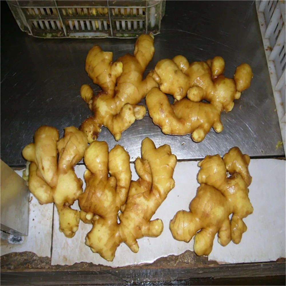 
Carton fresh ginger mesh bag fresh ginger 