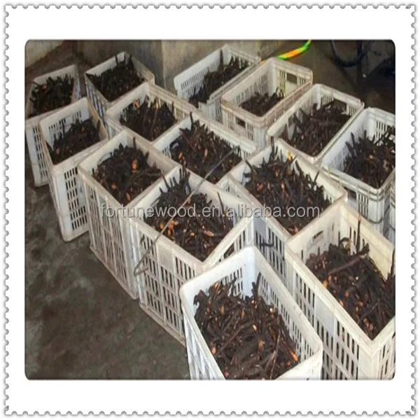 China supply 2014 fresh root cutting of paulownia shan tong