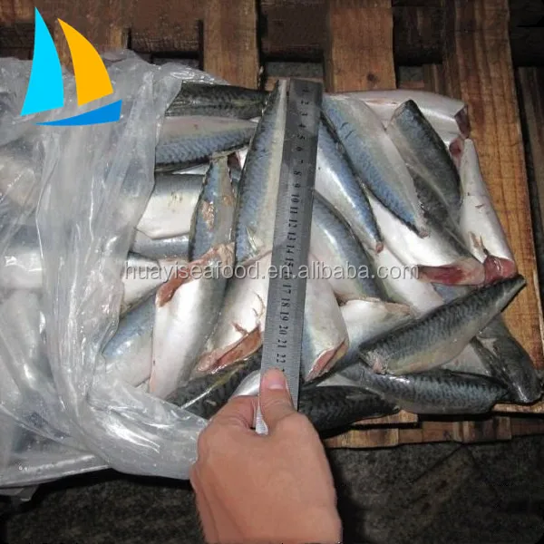 freeze dried fish whole round sardine fish Frozen Sardine
