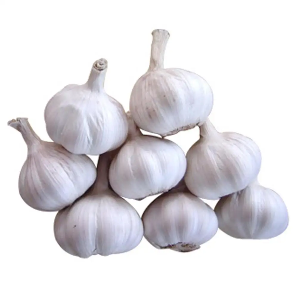 
New season fresh garlic normal white price 