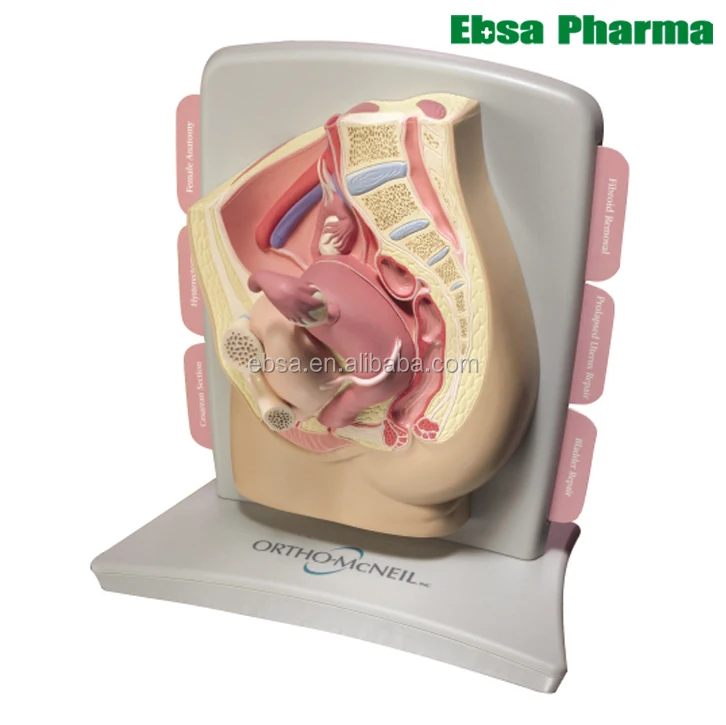 Advanced Medical Supplies Human Teaching Female Pelvic Health Model