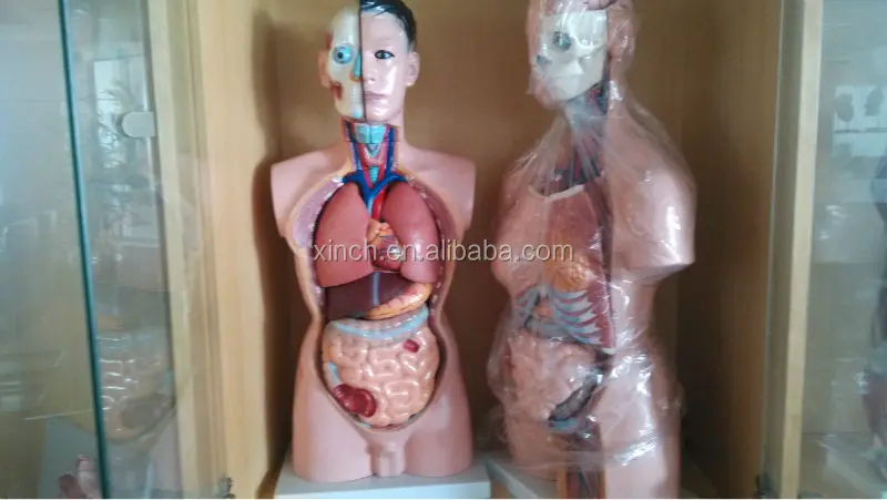 Model XC-201 cheap medical science lab kit human body parts for kids