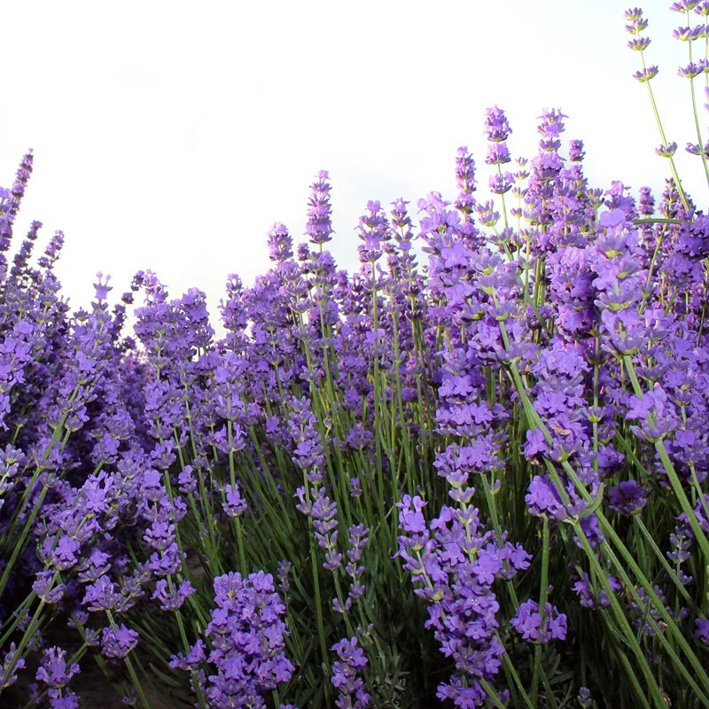 Dried lavender bud flower chinese herbs organic herbal tea floras beauty product skin beauty lavender flower sachet